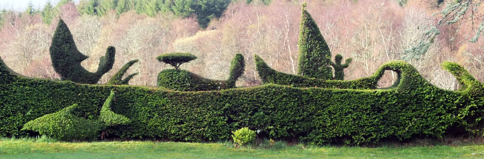 Shaping up your Shrubs: Top Tips from the Topiary Awards Judges