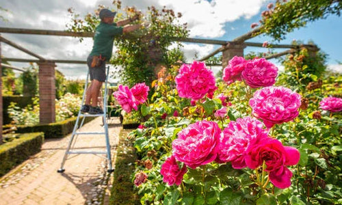 Pruning roses with a Henchman Tripod ladder
