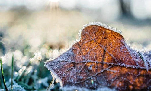 Frosted brown leaf