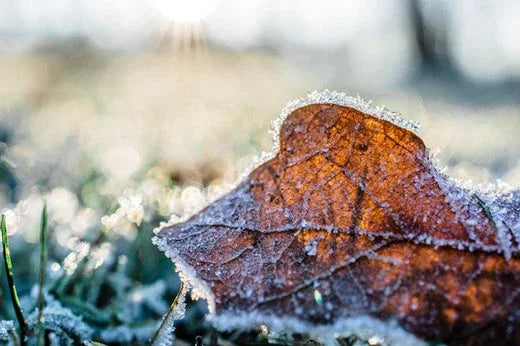 Frosted brown leaf