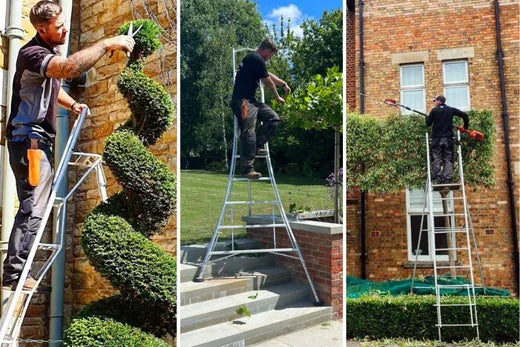 Trimming topiary with a tripod ladder