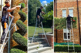 Trimming topiary with a tripod ladder