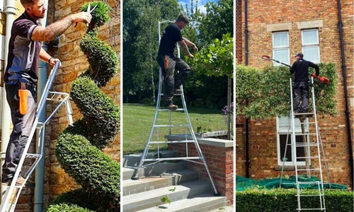 Trimming topiary with a tripod ladder