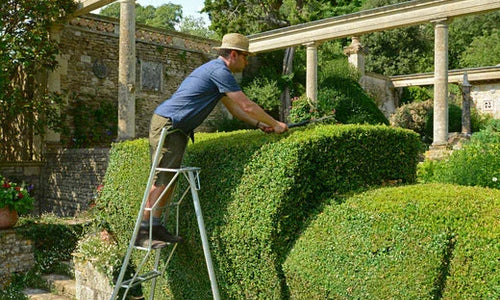 Man stood on top of a tripod ladder cutting a hedge