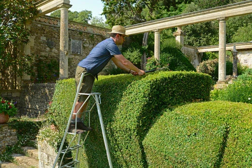 Man stood on top of a tripod ladder cutting a hedge