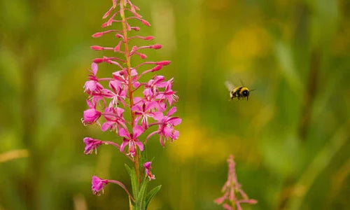 Bumble bee flying away from a pink flower