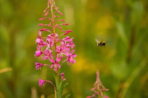 Bumble bee flying away from a pink flower