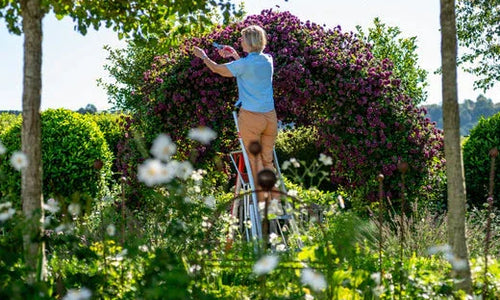 woman flower pruning on a tripod ladder