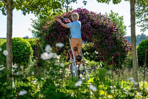 woman flower pruning on a tripod ladder
