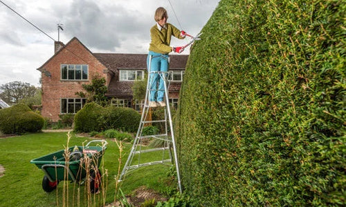 Gardener trimming her hedge on a tripod ladder