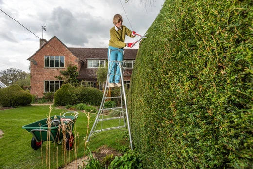 Gardener trimming her hedge on a tripod ladder
