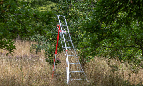 When to Prune Fruit Trees in Britain: Orchard Pruning & Harvest Calendar