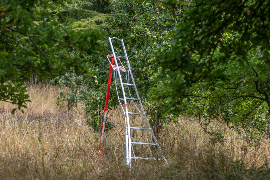 When to Prune Fruit Trees in Britain: Orchard Pruning & Harvest Calendar