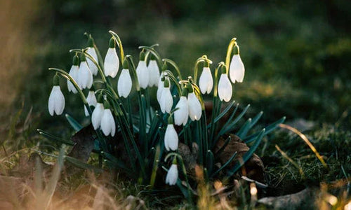 a cluster of snowdrops