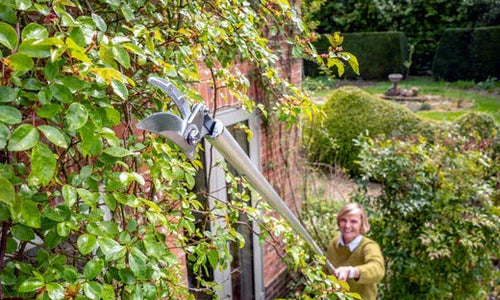 A lady cutting branches with long pruners
