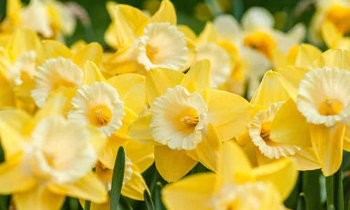spring daffodils 