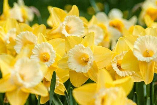 spring daffodils 