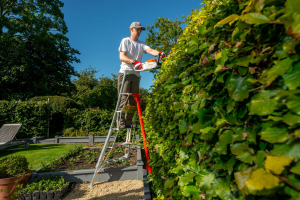 Man stood on a henchman ladder trimming the hedge with a hedge cutter