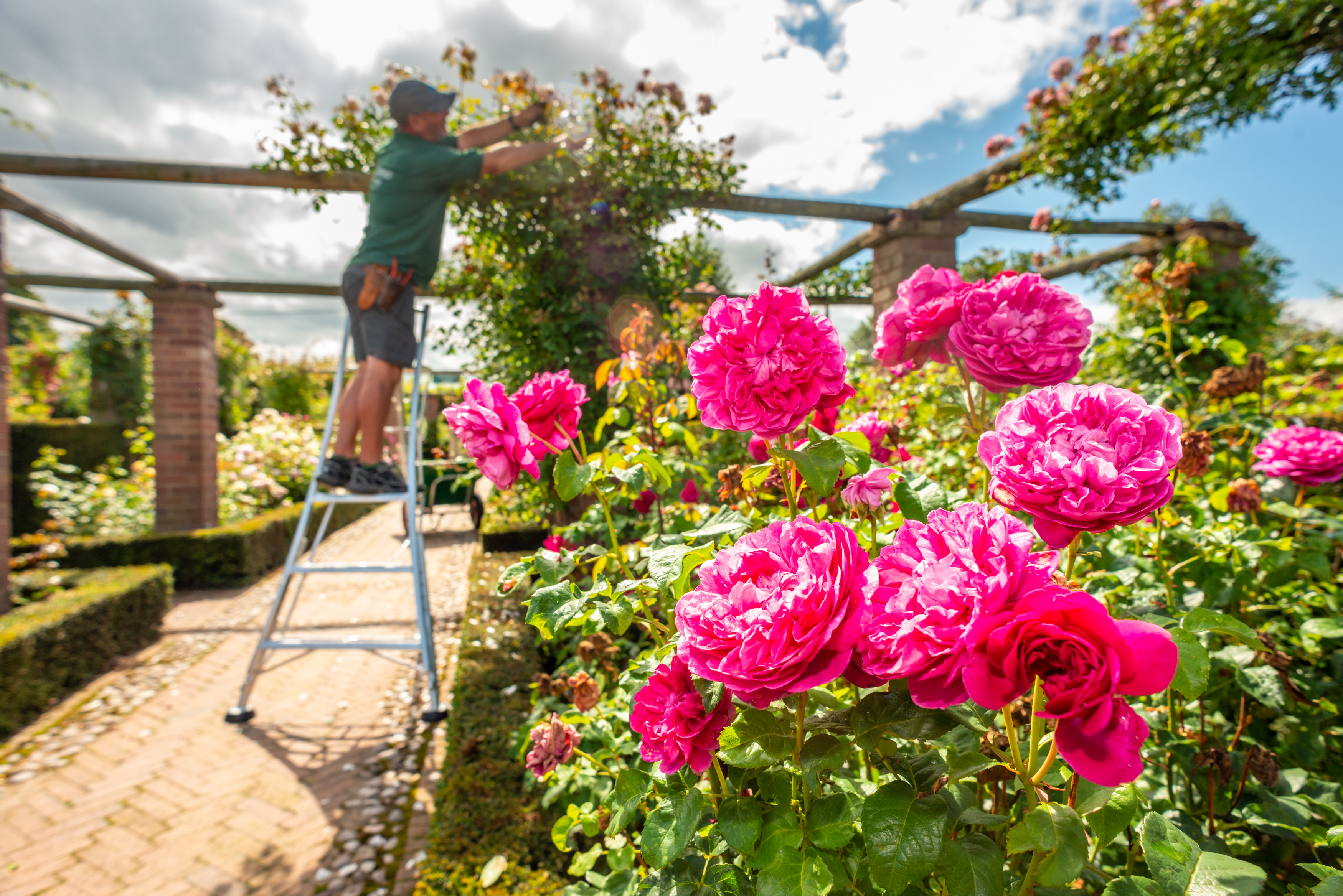 How To Prune Roses In The UK with David Austin Roses