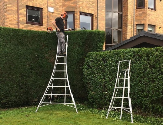 Landscaper using tripod ladder to trim hedges